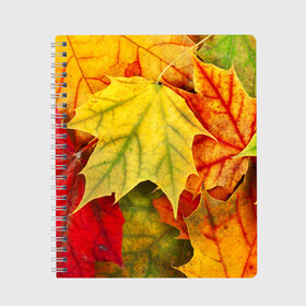 Тетрадь с принтом Кленовые листья в Кировске, 100% бумага | 48 листов, плотность листов — 60 г/м2, плотность картонной обложки — 250 г/м2. Листы скреплены сбоку удобной пружинной спиралью. Уголки страниц и обложки скругленные. Цвет линий — светло-серый
 | жёлтый | зелёный | красный | листва | оранжевый | осень
