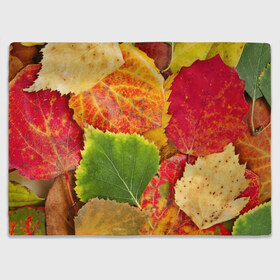 Плед 3D с принтом Осень в Кировске, 100% полиэстер | закругленные углы, все края обработаны. Ткань не мнется и не растягивается | берёза | дары осени | жёлтый | зелёный | золотой | краски | красный | красота | листва | листья | наряд | оранжевый | осень | осина | покров | природа