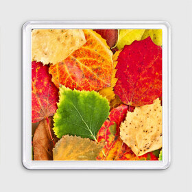 Магнит 55*55 с принтом Осень в Кировске, Пластик | Размер: 65*65 мм; Размер печати: 55*55 мм | берёза | дары осени | жёлтый | зелёный | золотой | краски | красный | красота | листва | листья | наряд | оранжевый | осень | осина | покров | природа
