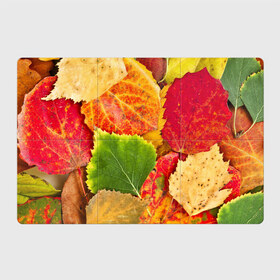 Магнитный плакат 3Х2 с принтом Осень в Кировске, Полимерный материал с магнитным слоем | 6 деталей размером 9*9 см | берёза | дары осени | жёлтый | зелёный | золотой | краски | красный | красота | листва | листья | наряд | оранжевый | осень | осина | покров | природа