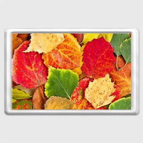 Магнит 45*70 с принтом Осень в Кировске, Пластик | Размер: 78*52 мм; Размер печати: 70*45 | берёза | дары осени | жёлтый | зелёный | золотой | краски | красный | красота | листва | листья | наряд | оранжевый | осень | осина | покров | природа
