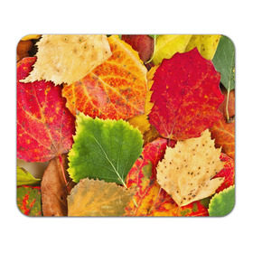 Коврик прямоугольный с принтом Осень в Кировске, натуральный каучук | размер 230 х 185 мм; запечатка лицевой стороны | берёза | дары осени | жёлтый | зелёный | золотой | краски | красный | красота | листва | листья | наряд | оранжевый | осень | осина | покров | природа