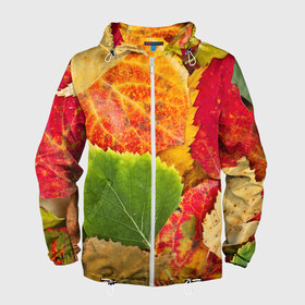 Мужская ветровка 3D с принтом Осень в Кировске, 100% полиэстер | подол и капюшон оформлены резинкой с фиксаторами, два кармана без застежек по бокам, один потайной карман на груди | берёза | дары осени | жёлтый | зелёный | золотой | краски | красный | красота | листва | листья | наряд | оранжевый | осень | осина | покров | природа