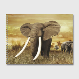 Альбом для рисования с принтом Могучий слон в Кировске, 100% бумага
 | матовая бумага, плотность 200 мг. | elephant | африка | бивни | джунгли | мамонт | савана | сафари | слон | хобот