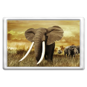 Магнит 45*70 с принтом Могучий слон в Кировске, Пластик | Размер: 78*52 мм; Размер печати: 70*45 | Тематика изображения на принте: elephant | африка | бивни | джунгли | мамонт | савана | сафари | слон | хобот