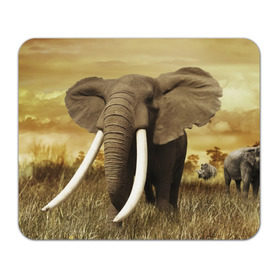 Коврик прямоугольный с принтом Могучий слон в Кировске, натуральный каучук | размер 230 х 185 мм; запечатка лицевой стороны | elephant | африка | бивни | джунгли | мамонт | савана | сафари | слон | хобот