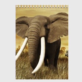 Скетчбук с принтом Могучий слон в Кировске, 100% бумага
 | 48 листов, плотность листов — 100 г/м2, плотность картонной обложки — 250 г/м2. Листы скреплены сверху удобной пружинной спиралью | elephant | африка | бивни | джунгли | мамонт | савана | сафари | слон | хобот