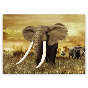 Поздравительная открытка с принтом Могучий слон в Кировске, 100% бумага | плотность бумаги 280 г/м2, матовая, на обратной стороне линовка и место для марки
 | elephant | африка | бивни | джунгли | мамонт | савана | сафари | слон | хобот