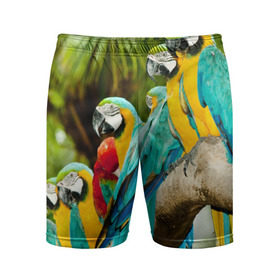 Мужские шорты 3D спортивные с принтом Попугаи на ветке в Кировске,  |  | джунгли | клюв | острова | перья | попугай | птица | тропики | экзотика