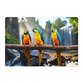 Магнитный плакат 3Х2 с принтом Экзотические попугаи в Кировске, Полимерный материал с магнитным слоем | 6 деталей размером 9*9 см | джунгли | клюв | острова | перья | попугай | птица | тропики | экзотика