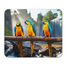 Коврик прямоугольный с принтом Экзотические попугаи в Кировске, натуральный каучук | размер 230 х 185 мм; запечатка лицевой стороны | джунгли | клюв | острова | перья | попугай | птица | тропики | экзотика