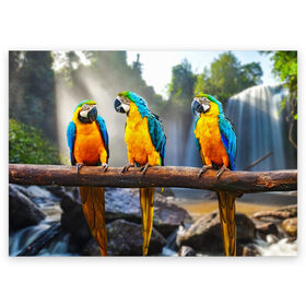 Поздравительная открытка с принтом Экзотические попугаи в Кировске, 100% бумага | плотность бумаги 280 г/м2, матовая, на обратной стороне линовка и место для марки
 | джунгли | клюв | острова | перья | попугай | птица | тропики | экзотика