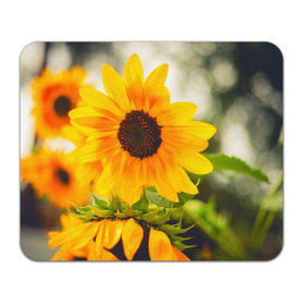 Коврик прямоугольный с принтом Подсолнухи в Кировске, натуральный каучук | размер 230 х 185 мм; запечатка лицевой стороны | лето | подсолнух | солнце | цветы