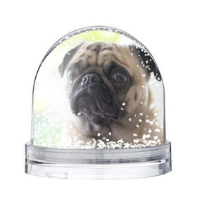 Снежный шар с принтом Мопс в Кировске, Пластик | Изображение внутри шара печатается на глянцевой фотобумаге с двух сторон | мопс | мопсы | собака | собаки