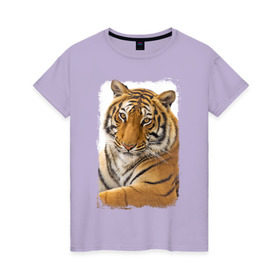 Женская футболка хлопок с принтом Тигр (retro style) в Кировске, 100% хлопок | прямой крой, круглый вырез горловины, длина до линии бедер, слегка спущенное плечо | tiger | дикая кошка | тигр | хищник