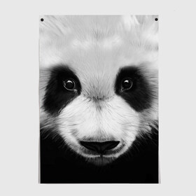 Постер с принтом Морда панды в Кировске, 100% бумага
 | бумага, плотность 150 мг. Матовая, но за счет высокого коэффициента гладкости имеет небольшой блеск и дает на свету блики, но в отличии от глянцевой бумаги не покрыта лаком | 