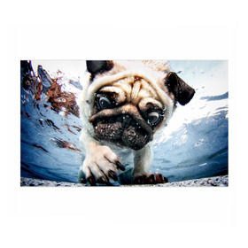 Бумага для упаковки 3D с принтом Мопс в Кировске, пластик и полированная сталь | круглая форма, металлическое крепление в виде кольца | Тематика изображения на принте: animal | breed | bubbles | diving | dog | eyes bulging | pug | water | вода | выпученные | глаза | животное | мопс | ныряет | порода | пузыри | собака