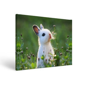 Холст прямоугольный с принтом Кролик в Кировске, 100% ПВХ |  | animal | baby | cute | flowers | fluffy | hare | lawn | little | meadow | rabbit | животное | заяц | кролик | луг | лужайка | маленький | малыш | милый | пушистый | цветы