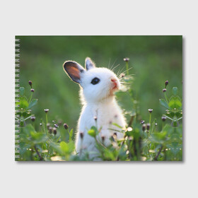 Альбом для рисования с принтом Кролик в Кировске, 100% бумага
 | матовая бумага, плотность 200 мг. | animal | baby | cute | flowers | fluffy | hare | lawn | little | meadow | rabbit | животное | заяц | кролик | луг | лужайка | маленький | малыш | милый | пушистый | цветы