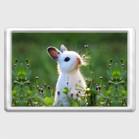 Магнит 45*70 с принтом Кролик в Кировске, Пластик | Размер: 78*52 мм; Размер печати: 70*45 | animal | baby | cute | flowers | fluffy | hare | lawn | little | meadow | rabbit | животное | заяц | кролик | луг | лужайка | маленький | малыш | милый | пушистый | цветы