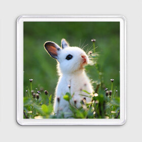 Магнит 55*55 с принтом Кролик в Кировске, Пластик | Размер: 65*65 мм; Размер печати: 55*55 мм | Тематика изображения на принте: animal | baby | cute | flowers | fluffy | hare | lawn | little | meadow | rabbit | животное | заяц | кролик | луг | лужайка | маленький | малыш | милый | пушистый | цветы