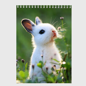 Скетчбук с принтом Кролик в Кировске, 100% бумага
 | 48 листов, плотность листов — 100 г/м2, плотность картонной обложки — 250 г/м2. Листы скреплены сверху удобной пружинной спиралью | animal | baby | cute | flowers | fluffy | hare | lawn | little | meadow | rabbit | животное | заяц | кролик | луг | лужайка | маленький | малыш | милый | пушистый | цветы
