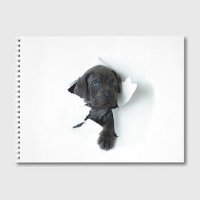 Альбом для рисования с принтом щенок Кане Корсо в Кировске, 100% бумага
 | матовая бумага, плотность 200 мг. | Тематика изображения на принте: animal | black | break | breed | dog | kid | paper | puppy | tear | torn | дог | животное | малыш | порода | прорыв | разрыв | рваная | собака | черный | щенок
