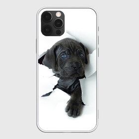 Чехол для iPhone 12 Pro Max с принтом щенок Кане Корсо в Кировске, Силикон |  | animal | black | break | breed | dog | kid | paper | puppy | tear | torn | дог | животное | малыш | порода | прорыв | разрыв | рваная | собака | черный | щенок