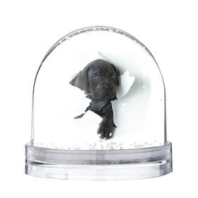 Снежный шар с принтом щенок Кане Корсо в Кировске, Пластик | Изображение внутри шара печатается на глянцевой фотобумаге с двух сторон | animal | black | break | breed | dog | kid | paper | puppy | tear | torn | дог | животное | малыш | порода | прорыв | разрыв | рваная | собака | черный | щенок