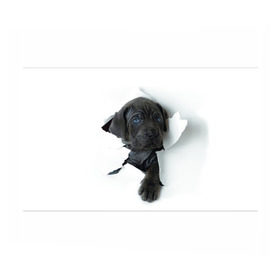Бумага для упаковки 3D с принтом щенок Кане Корсо в Кировске, пластик и полированная сталь | круглая форма, металлическое крепление в виде кольца | animal | black | break | breed | dog | kid | paper | puppy | tear | torn | дог | животное | малыш | порода | прорыв | разрыв | рваная | собака | черный | щенок