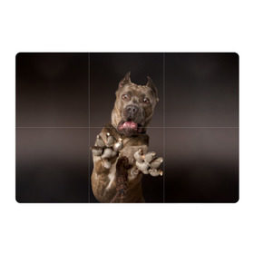 Магнитный плакат 3Х2 с принтом Кане корсо в Кировске, Полимерный материал с магнитным слоем | 6 деталей размером 9*9 см | Тематика изображения на принте: animal | breed | brown | dog | fear | jump | legs | throw | бросок | дог | животное | испуг | коричневый | лапы | порода | прыжок | собака