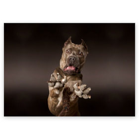 Поздравительная открытка с принтом Кане корсо в Кировске, 100% бумага | плотность бумаги 280 г/м2, матовая, на обратной стороне линовка и место для марки
 | animal | breed | brown | dog | fear | jump | legs | throw | бросок | дог | животное | испуг | коричневый | лапы | порода | прыжок | собака
