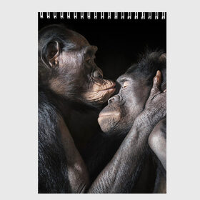 Скетчбук с принтом Шимпанзе в Кировске, 100% бумага
 | 48 листов, плотность листов — 100 г/м2, плотность картонной обложки — 250 г/м2. Листы скреплены сверху удобной пружинной спиралью | Тематика изображения на принте: chimps | family | feelings | kiss | monkeys | primates | любовь | обезьяны | поцелуй | приматы | семья | чувства | шимпанзе