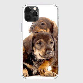Чехол для iPhone 12 Pro Max с принтом Таксы в Кировске, Силикон |  | Тематика изображения на принте: brothers | dachshunds | kids | pets | puppies | small dogs | братья | животные | маленькие | малыши | собаки | таксы | щенки