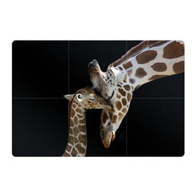 Магнитный плакат 3Х2 с принтом Жирафы в Кировске, Полимерный материал с магнитным слоем | 6 деталей размером 9*9 см | Тематика изображения на принте: africa | animals | baby | child | family | giraffes | head | mother | африка | головы | животные | жирафы | любовь | малыш | мама | ребенок | семья