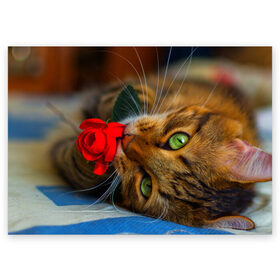 Поздравительная открытка с принтом Кошечка в Кировске, 100% бумага | плотность бумаги 280 г/м2, матовая, на обратной стороне линовка и место для марки
 | Тематика изображения на принте: животные | кот | кошка | милая