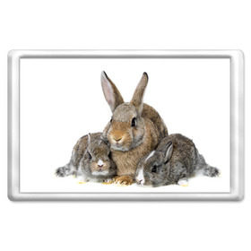 Магнит 45*70 с принтом Кролики в Кировске, Пластик | Размер: 78*52 мм; Размер печати: 70*45 | Тематика изображения на принте: animals | bunnies | cute | eared | family | fluffy | kids | mom | rabbits | животные | зайцы | кролики | малыши | мама | милые | пушистые | семья | ушастые