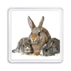 Магнит 55*55 с принтом Кролики в Кировске, Пластик | Размер: 65*65 мм; Размер печати: 55*55 мм | animals | bunnies | cute | eared | family | fluffy | kids | mom | rabbits | животные | зайцы | кролики | малыши | мама | милые | пушистые | семья | ушастые