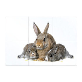 Магнитный плакат 3Х2 с принтом Кролики в Кировске, Полимерный материал с магнитным слоем | 6 деталей размером 9*9 см | Тематика изображения на принте: animals | bunnies | cute | eared | family | fluffy | kids | mom | rabbits | животные | зайцы | кролики | малыши | мама | милые | пушистые | семья | ушастые