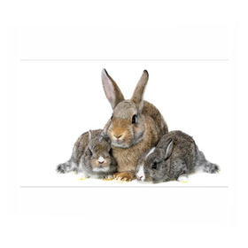 Бумага для упаковки 3D с принтом Кролики в Кировске, пластик и полированная сталь | круглая форма, металлическое крепление в виде кольца | animals | bunnies | cute | eared | family | fluffy | kids | mom | rabbits | животные | зайцы | кролики | малыши | мама | милые | пушистые | семья | ушастые