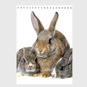 Скетчбук с принтом Кролики в Кировске, 100% бумага
 | 48 листов, плотность листов — 100 г/м2, плотность картонной обложки — 250 г/м2. Листы скреплены сверху удобной пружинной спиралью | animals | bunnies | cute | eared | family | fluffy | kids | mom | rabbits | животные | зайцы | кролики | малыши | мама | милые | пушистые | семья | ушастые