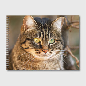 Альбом для рисования с принтом Кот в Кировске, 100% бумага
 | матовая бумага, плотность 200 мг. | animal | cat | eyes | face | head | kote | mustache | pet | взгляд | глаза | голова | домашнее | животное | кот | котэ | кошка | усы