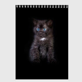 Скетчбук с принтом Чёрный котёнок в Кировске, 100% бумага
 | 48 листов, плотность листов — 100 г/м2, плотность картонной обложки — 250 г/м2. Листы скреплены сверху удобной пружинной спиралью | киска | кот | кошка