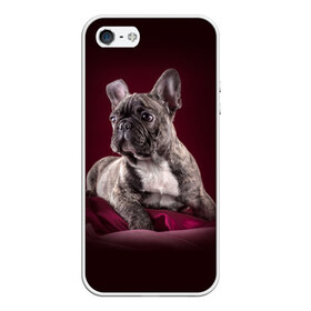 Чехол для iPhone 5/5S матовый с принтом Бульдог в Кировске, Силикон | Область печати: задняя сторона чехла, без боковых панелей | бульдог | кутёнок | прикольные картинки | собака | щенок