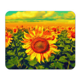 Коврик прямоугольный с принтом Подсолнухи в Кировске, натуральный каучук | размер 230 х 185 мм; запечатка лицевой стороны | лето | подсолнух | солнце | цветы