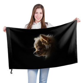 Флаг 3D с принтом Чихуахуа в Кировске, 100% полиэстер | плотность ткани — 95 г/м2, размер — 67 х 109 см. Принт наносится с одной стороны | голова животного | прикольные картинки | собака | чихуахуа | щенок