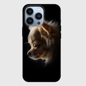 Чехол для iPhone 13 Pro с принтом Чихуахуа в Кировске,  |  | голова животного | прикольные картинки | собака | чихуахуа | щенок