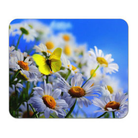 Коврик прямоугольный с принтом Ромашки и бабочка в Кировске, натуральный каучук | размер 230 х 185 мм; запечатка лицевой стороны | бабочки | лето | природа | ромашки | цветы