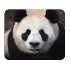 Коврик прямоугольный с принтом Милая панда в Кировске, натуральный каучук | размер 230 х 185 мм; запечатка лицевой стороны | animal | hunny | panda | животные | классная | милая | милота | панда | фото | хорошая