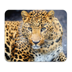 Коврик прямоугольный с принтом Хищные животные в Кировске, натуральный каучук | размер 230 х 185 мм; запечатка лицевой стороны | леопард | пятнистый | хищник